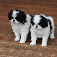 Japanese Chin puppies
