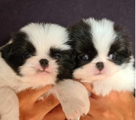 Japanese Chin puppies - 2