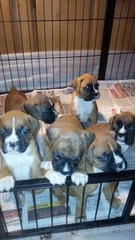 Quality AKC Boxers For Rehoming for sale