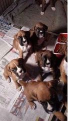 Quality AKC Boxers For Rehoming for sale - 2