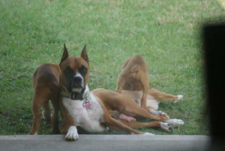 Quality AKC Boxers For Rehoming for sale - 3