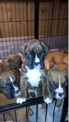 Quality AKC Boxers For Rehoming for sale - 4