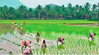 What are the Benefits of Organic Farming Rice for Your Health?