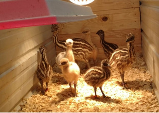 Blonde, White &  Standard Emu Chicks for sale.