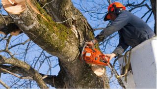 Land Clearing Rochester NY