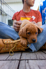 Benefits of Emotional Support Animal in Florida