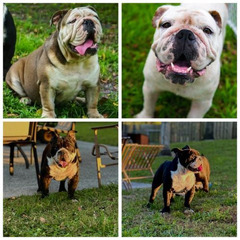English Bulldogs for sale (West Palm Beach FL)