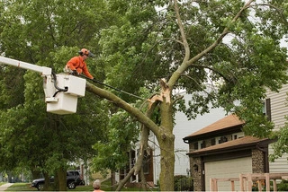 Expert Tree Trimming Services for a Beautiful Landscape