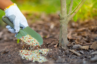 Get The Best Soil Care Treatment Service - Tree Nutrients - Tree Doctor USA