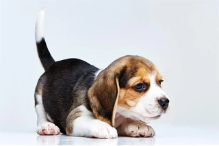 Adorable Beagle puppies Available - 1