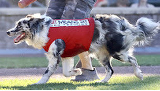 Sit Means Sit Dog Training - Westchester - 2