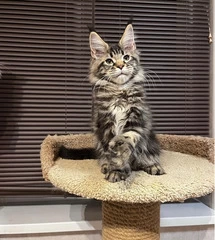 Maine coon kittens for sale - 1