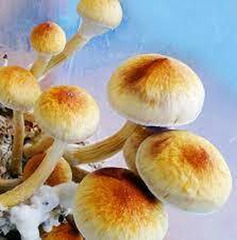 Microdose Magic Mushroom