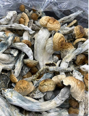 Brazilian Magic Mushrooms