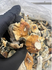 Brazilian Magic Mushrooms - 2