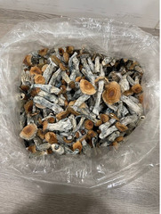 Brazilian Magic Mushrooms - 3