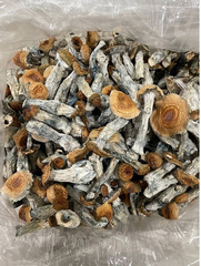 Brazilian Magic Mushrooms - 4