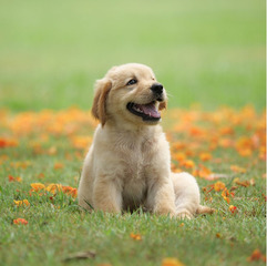Sit Means Sit Dog Training - Fairfeild