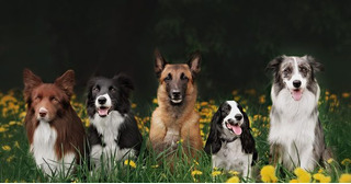 Sit Means Sit Dog Training - Fairfeild - 2
