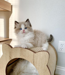 Adorable Ragdoll Kittens for Adoption