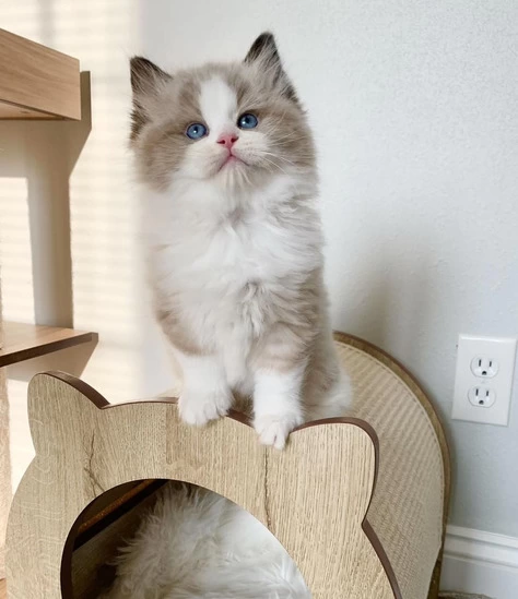 Adorable Ragdoll Kittens for Adoption - 2/2