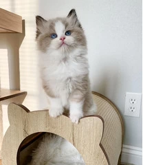 Adorable Ragdoll Kittens for Adoption - 2