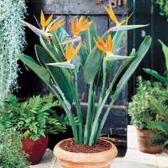 Get Potted Plants For Sale in Parker
