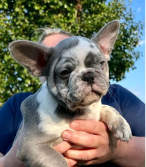 beautiful frenchies puppies available for sales contact me for more info