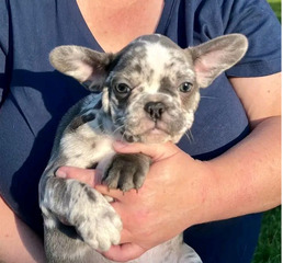 beautiful frenchies puppies available for sales contact me for more info - 2