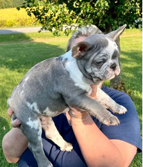 beautiful frenchies puppies available for sales contact me for more info - 3