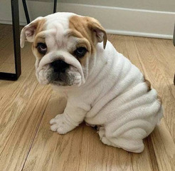 Different breed of puppy available for new home
