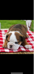 Different breed of puppy available for new home - 2