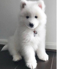 Different breed of puppy available for new home - 3