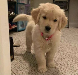 Different breed of puppy available for new home - 4