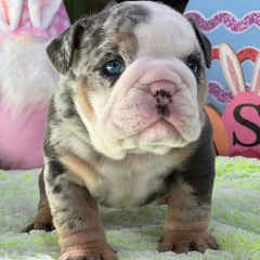 Available English Bulldog Puppies