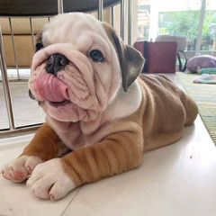 Available English Bulldog Puppies - 2