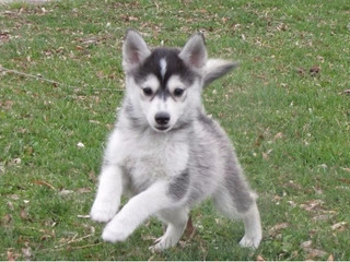 Pomsky Puppies For sale