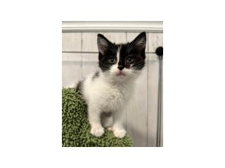 ADORABLE KITTENS LOOKING FOR THIER FOREVER HOME🥰