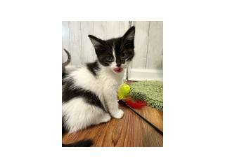 ADORABLE KITTENS LOOKING FOR THIER FOREVER HOME🥰 - 2
