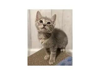 ADORABLE KITTENS LOOKING FOR THIER FOREVER HOME🥰 - 3