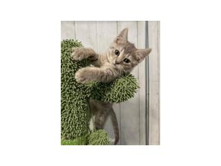 ADORABLE KITTENS LOOKING FOR THIER FOREVER HOME🥰 - 4