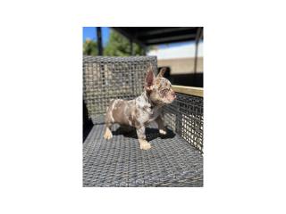 Last Girl Carrying Testable and Fluffy- Frenchie