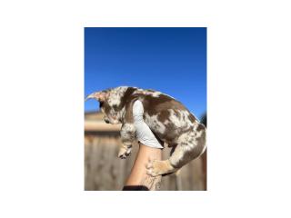 Last Girl Carrying Testable and Fluffy- Frenchie - 2
