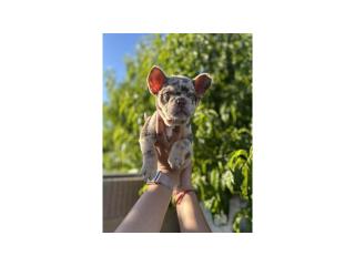 Last Girl Carrying Testable and Fluffy- Frenchie - 3