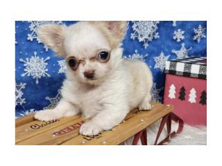 Free puppies available - 2