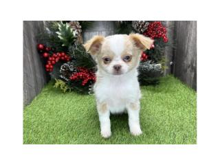 Free puppies available - 3