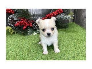 Free puppies available - 4