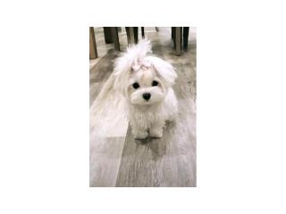 Beautiful Puppy for Sale