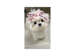 Beautiful Puppy for Sale / 2