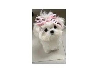 Beautiful Puppy for Sale - 2